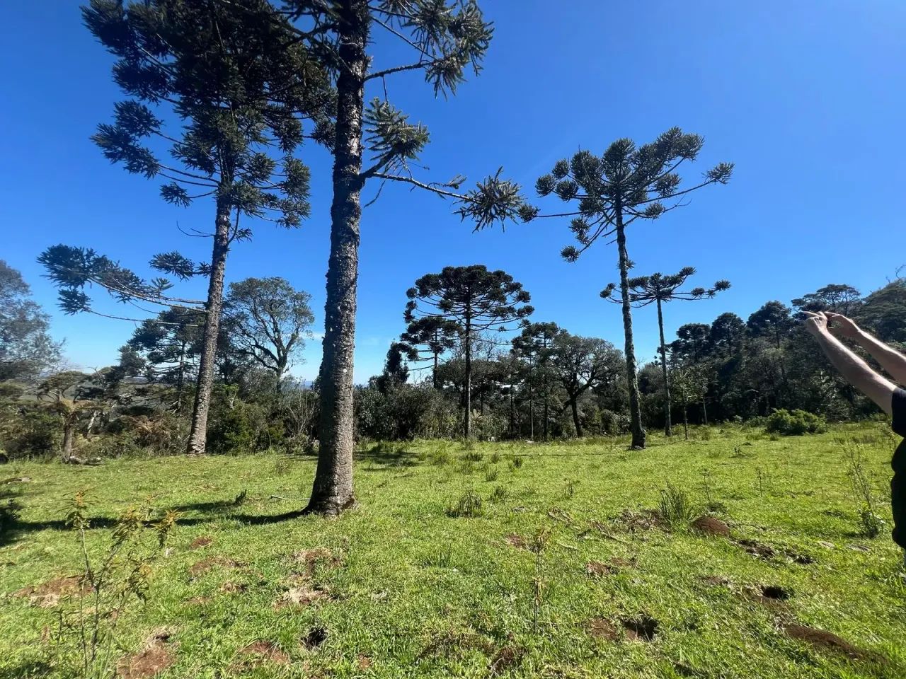 Chácara de 2 hectares em Painel/ SC - Foto 3