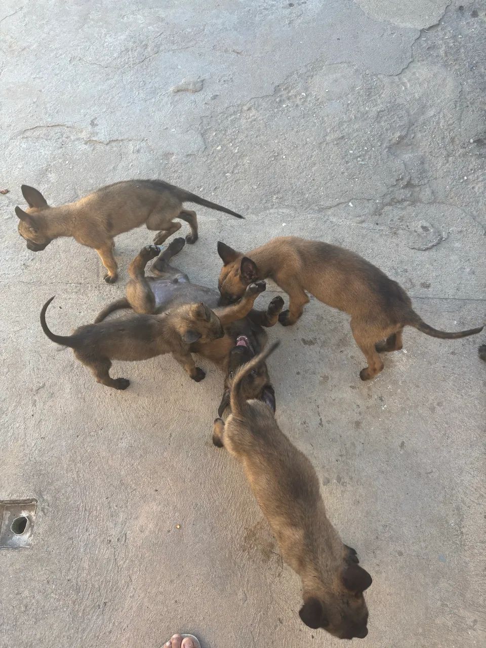 VENDO FILHOTES DE PASTOR BELGA MALINOIS - Foto 4