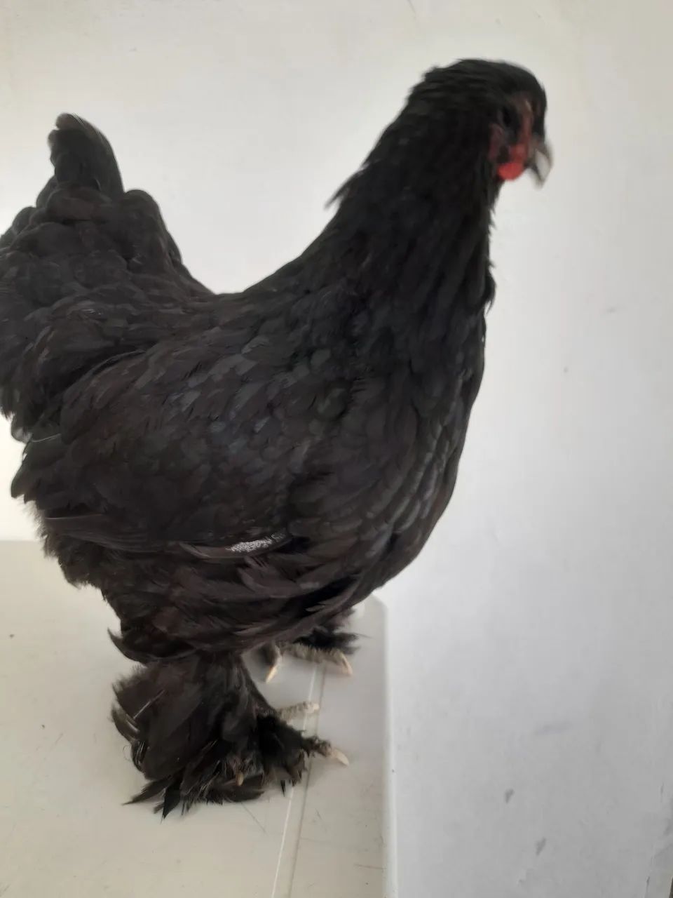 Galinha brahma - Foto 3