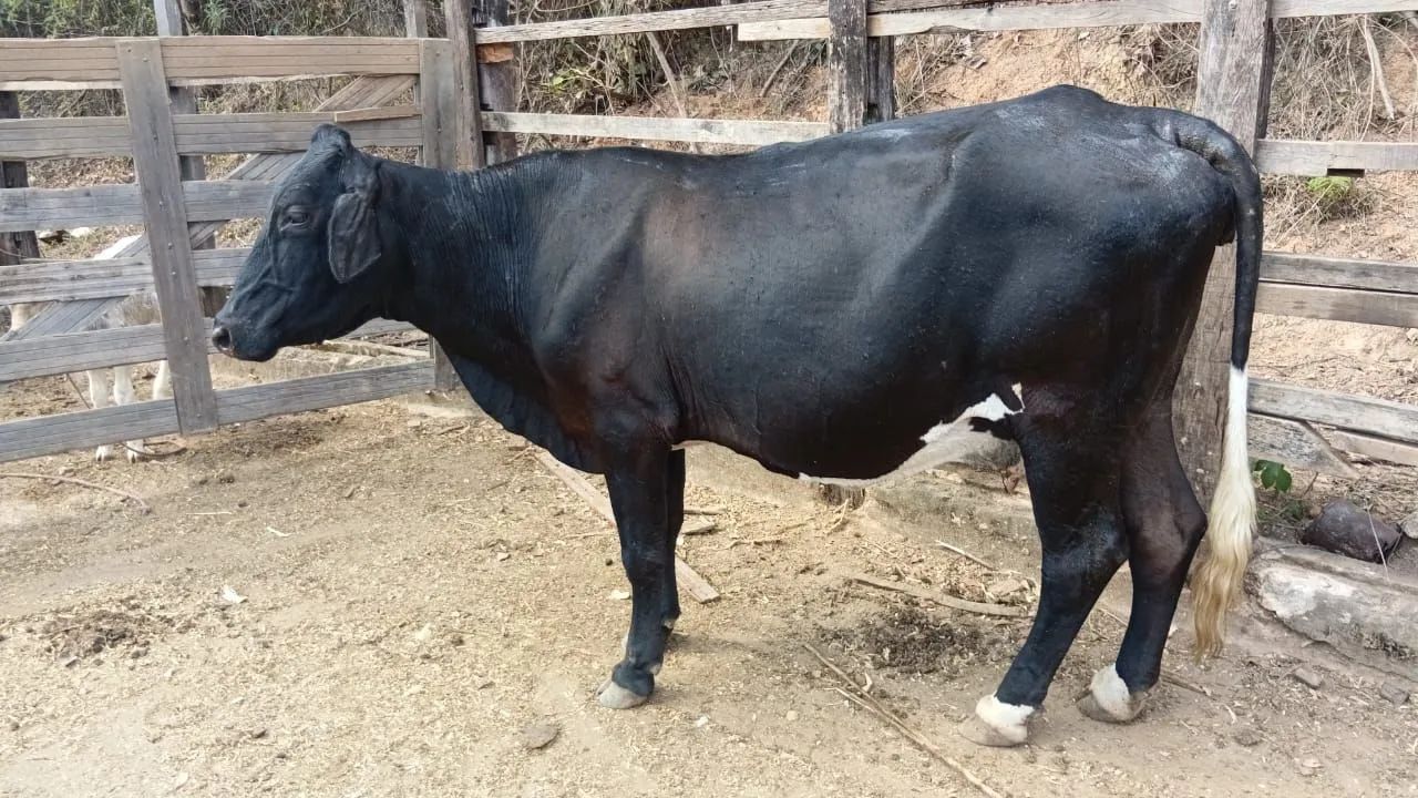 Vendo vaca girlonda jersoladia  8000 cada vaca  - Foto 3