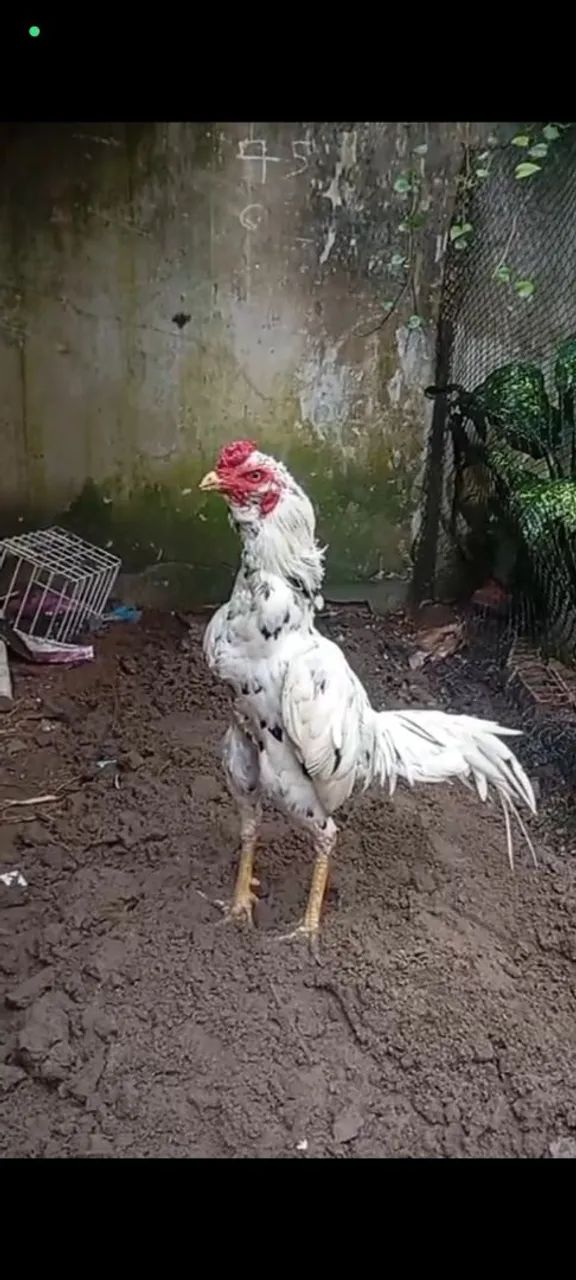 Frango de raça  - Foto 2