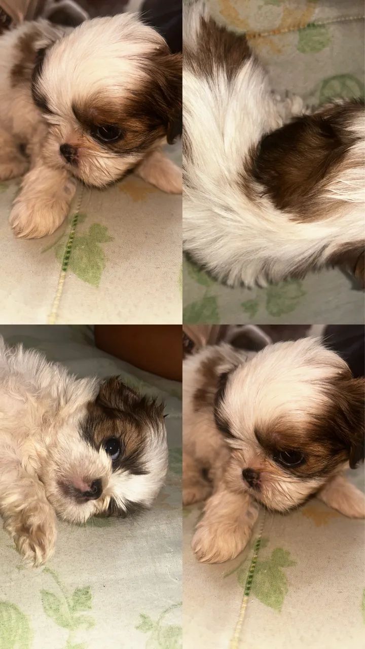 Shitzu macho mini 50 dias - Foto 2