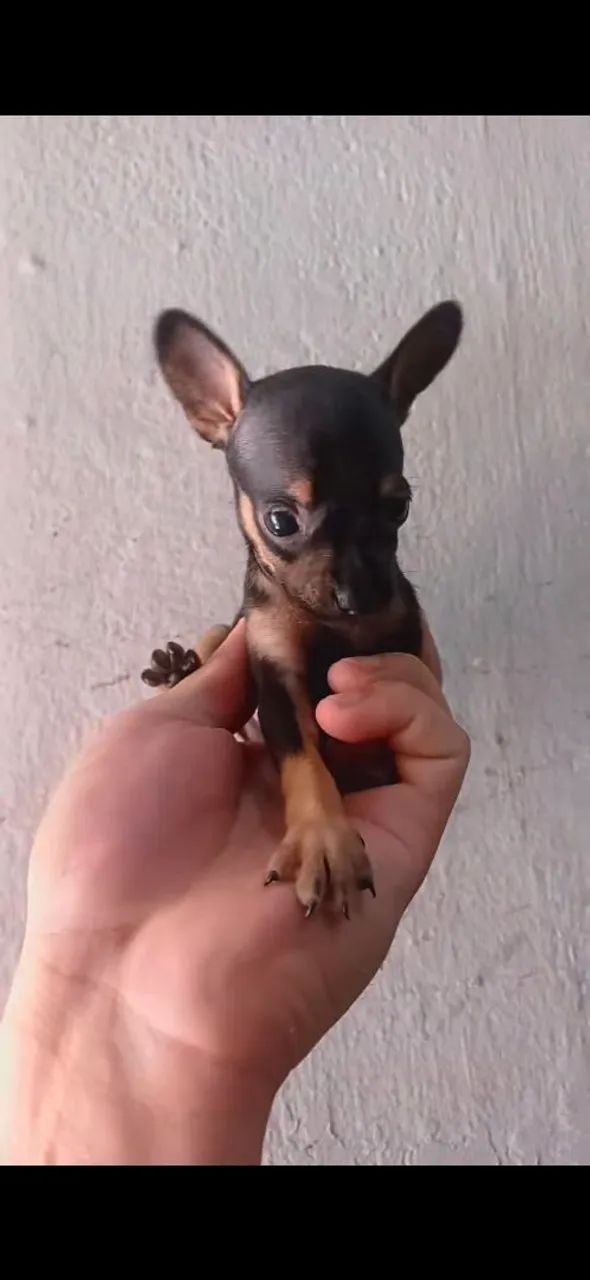 Pinche 0 - Foto 3
