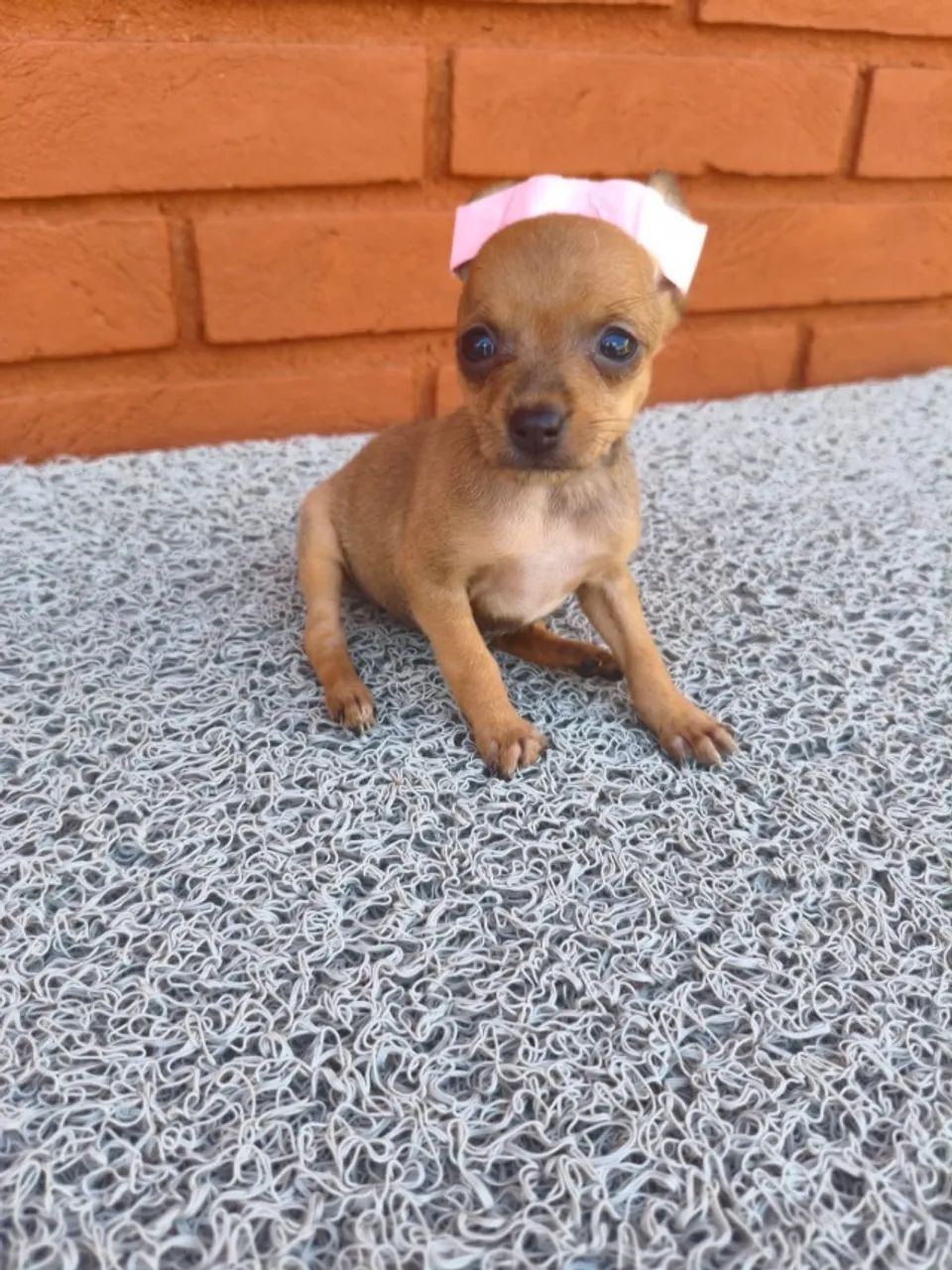 Filhotes de pinscher cheios de energia