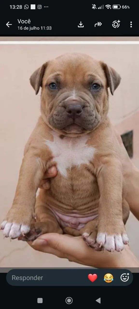 Pitmonster 