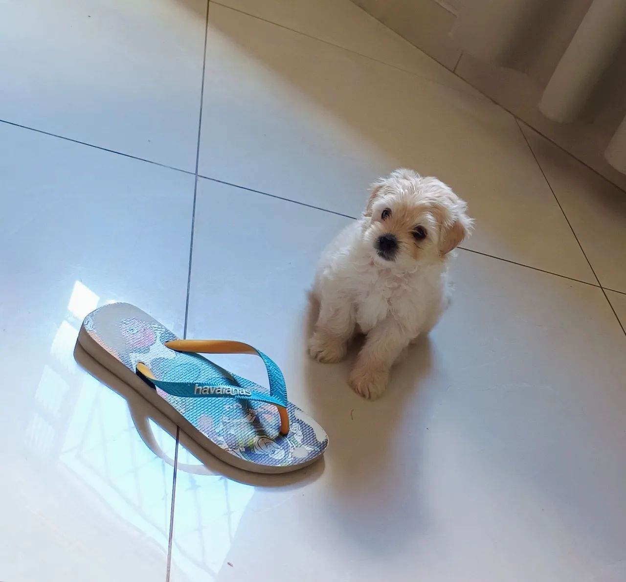 Vendo filhote de Maltes MACHO