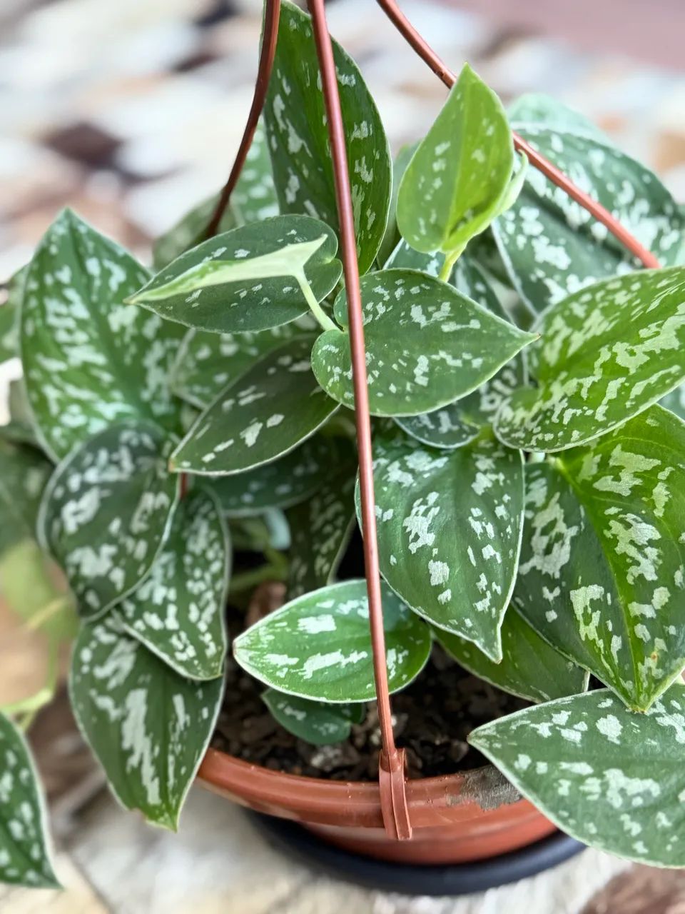 Lindas e variadas plantas 