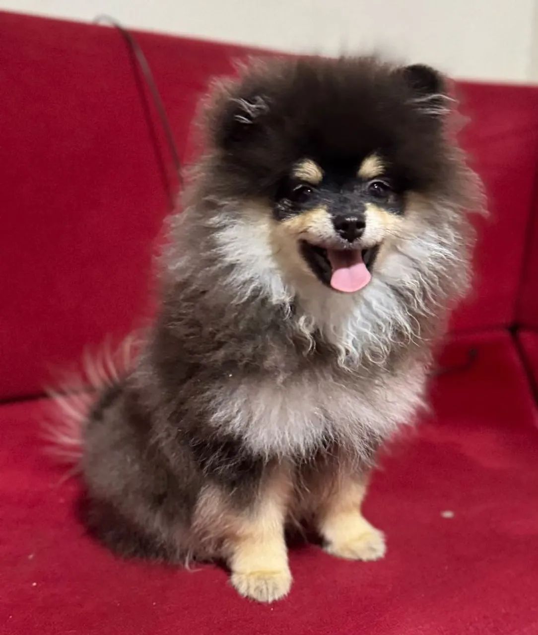 Spitz alemão macho