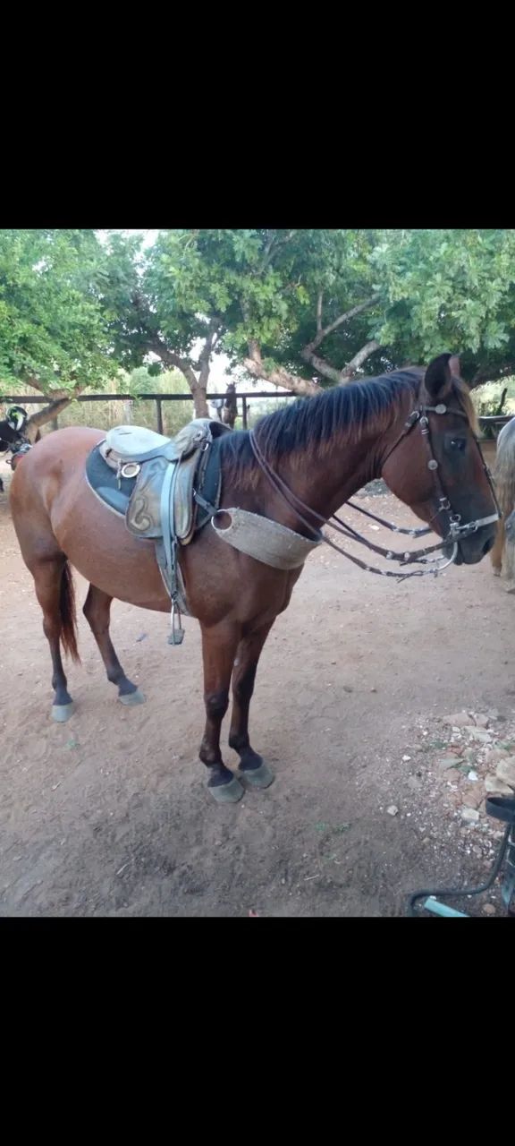 Égua mestiça QM com potro  - Foto 3