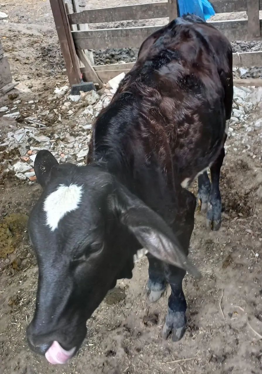 Bezerra nelorada  - Foto 2