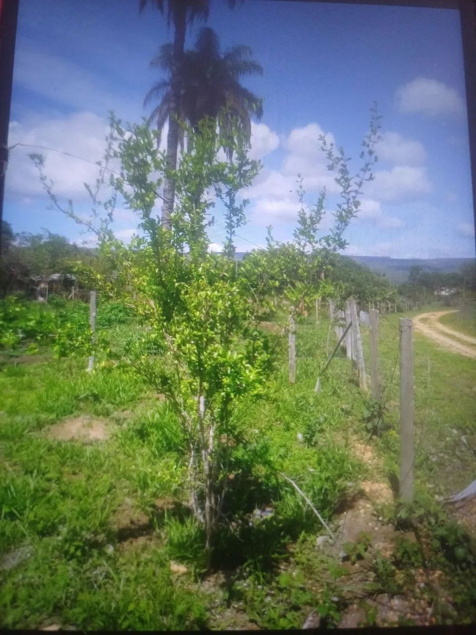 Lote em Beltrao - Foto 5