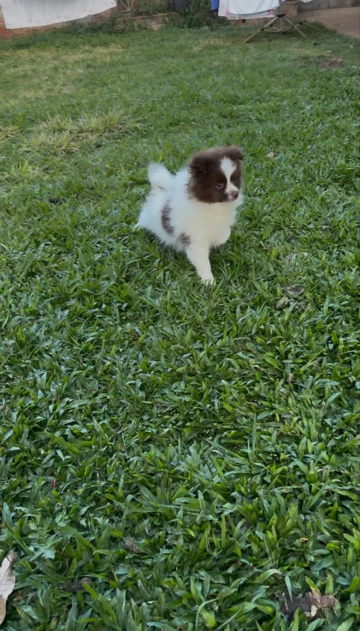 Spitz alemão menino  - Foto 2