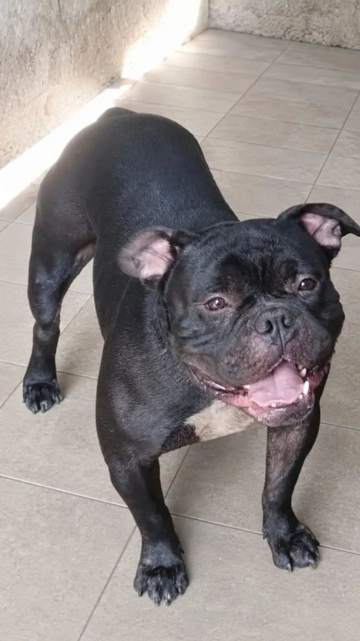 American Bully 