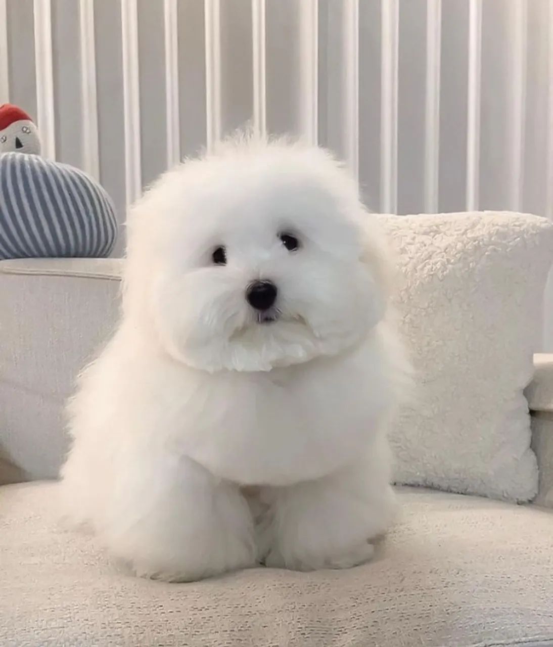 Coton de Tulear 