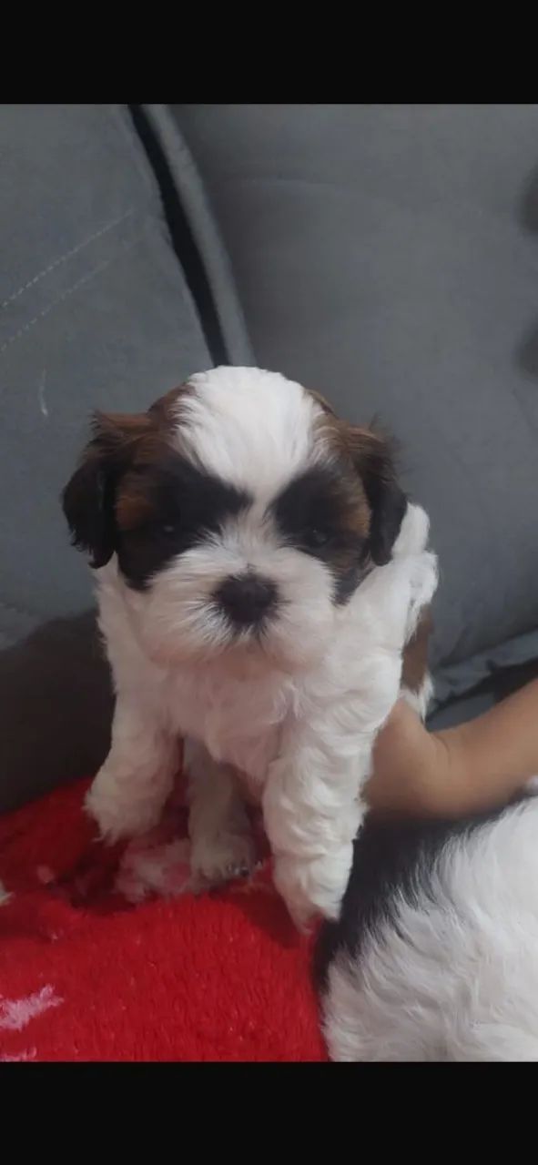 Vende shihtzu 