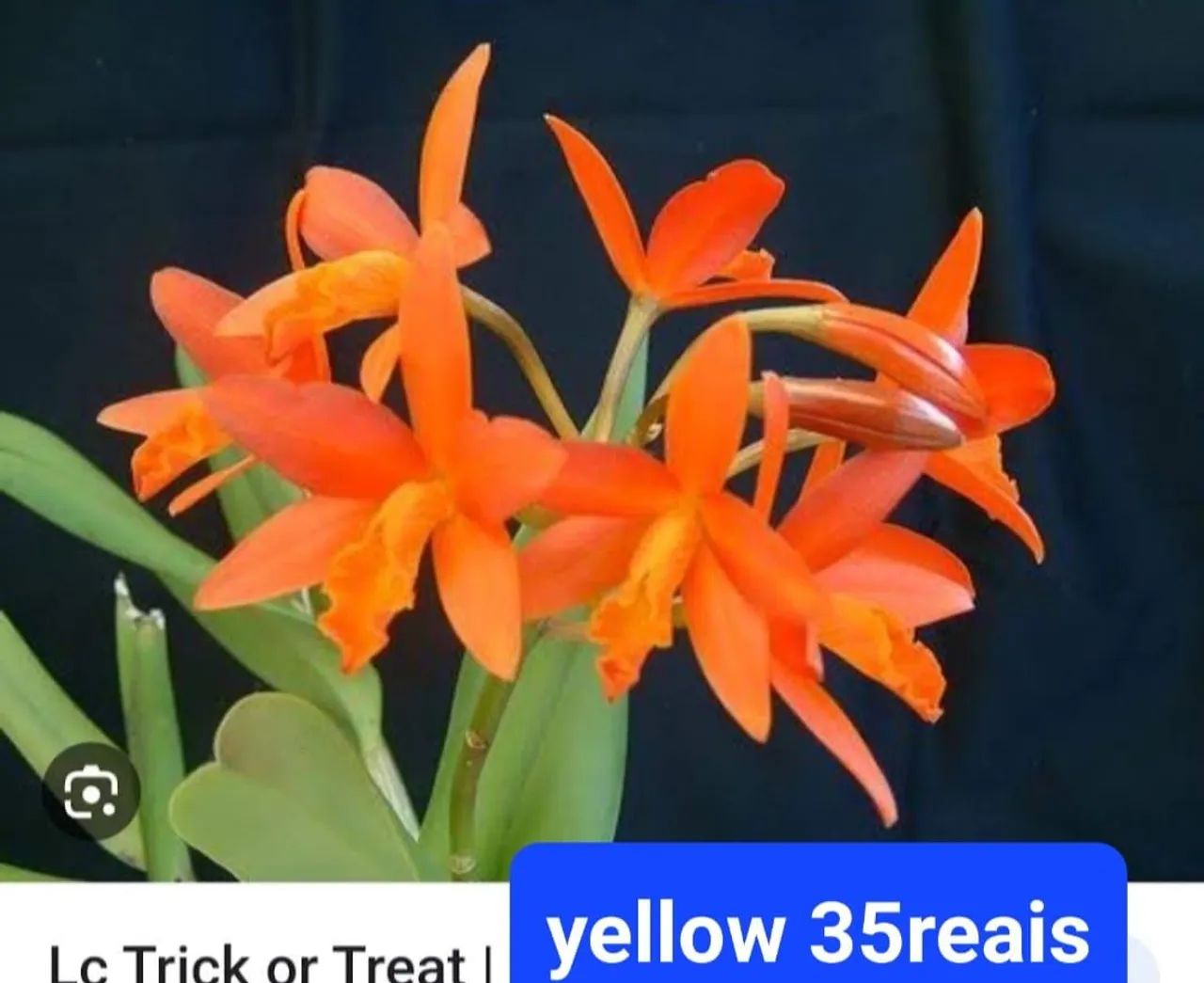 Orquídeas Perfeitas e Maravilhosas - Foto 2