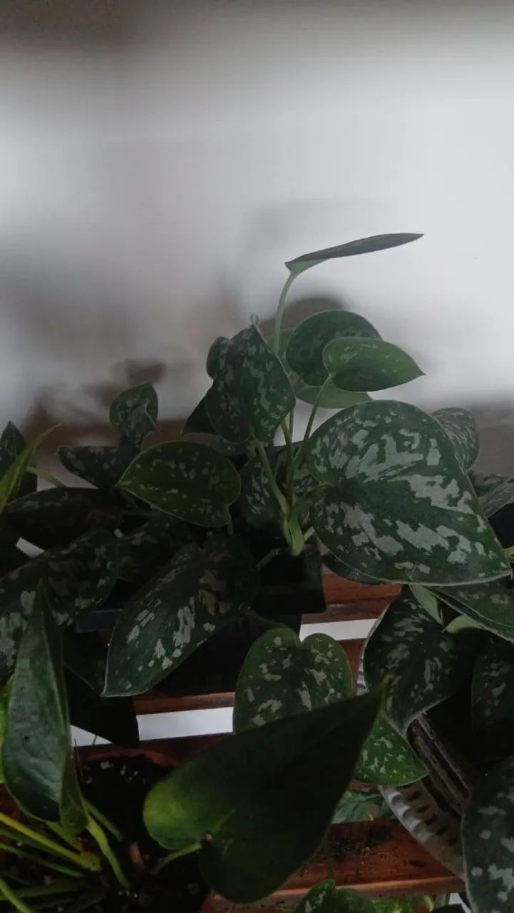 Plantas - Foto 3