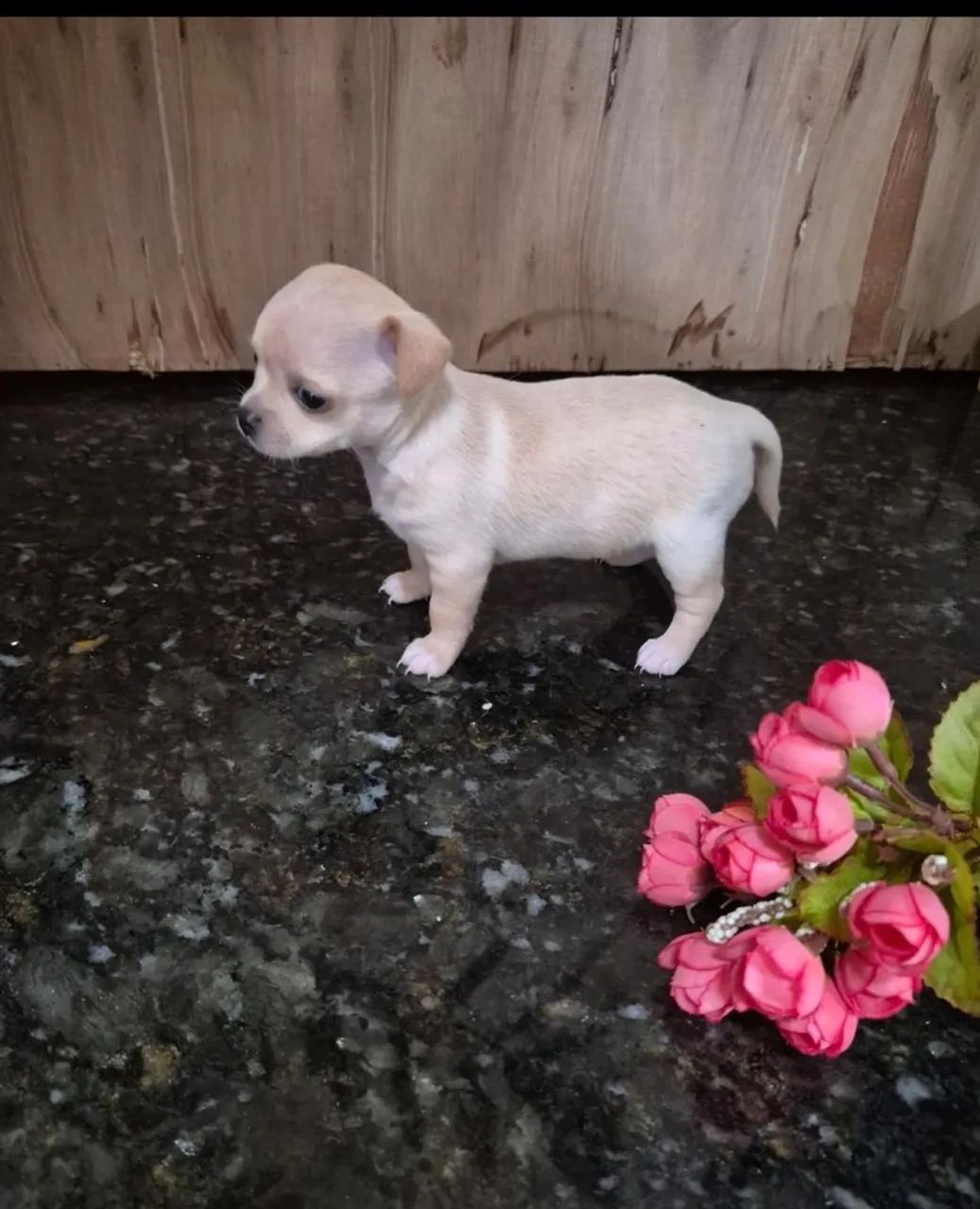 Chihuahua 