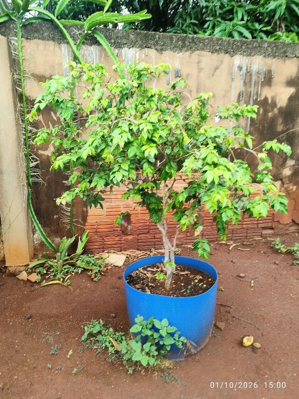 Jabuticaba com vaso 