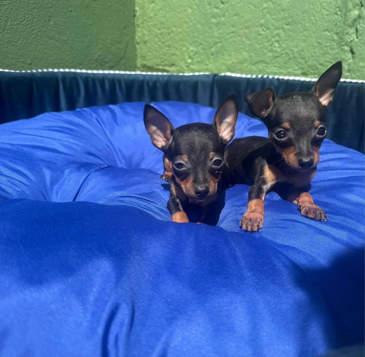 Pinscher machos - Foto 3