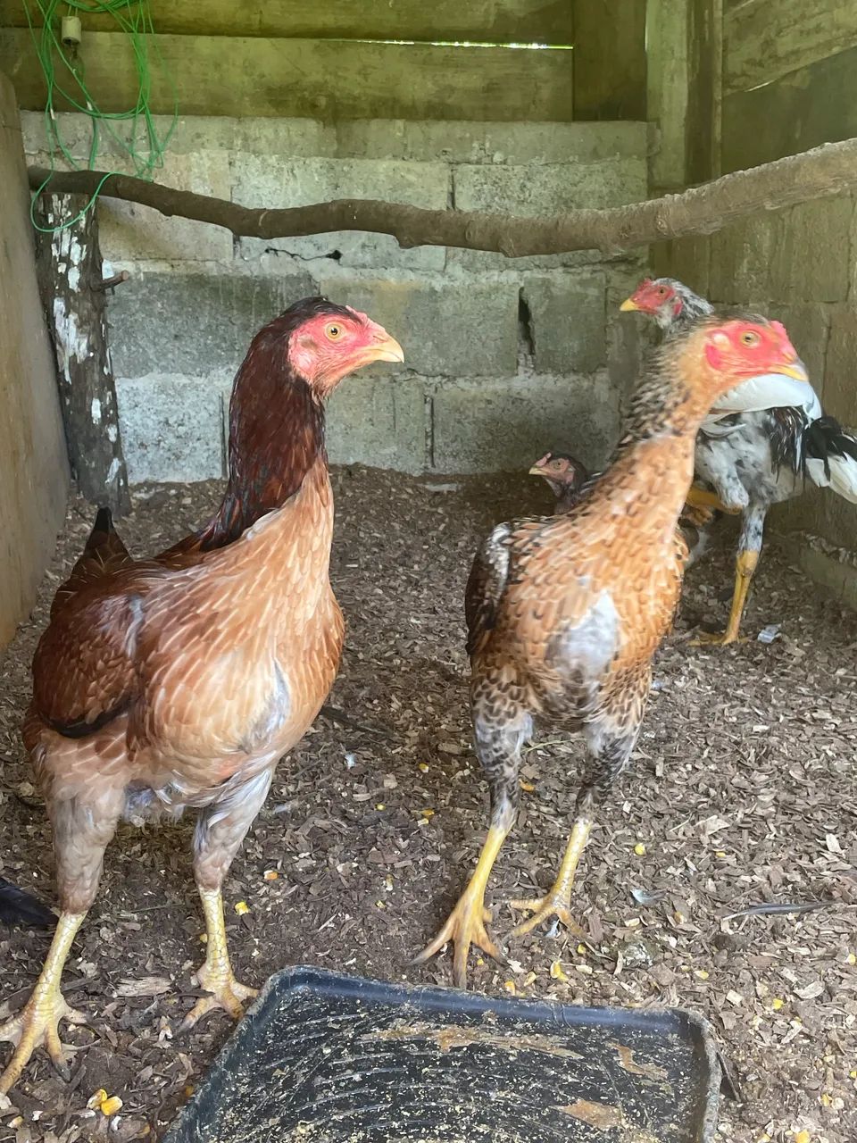 Galo e frangos índio  - Foto 2