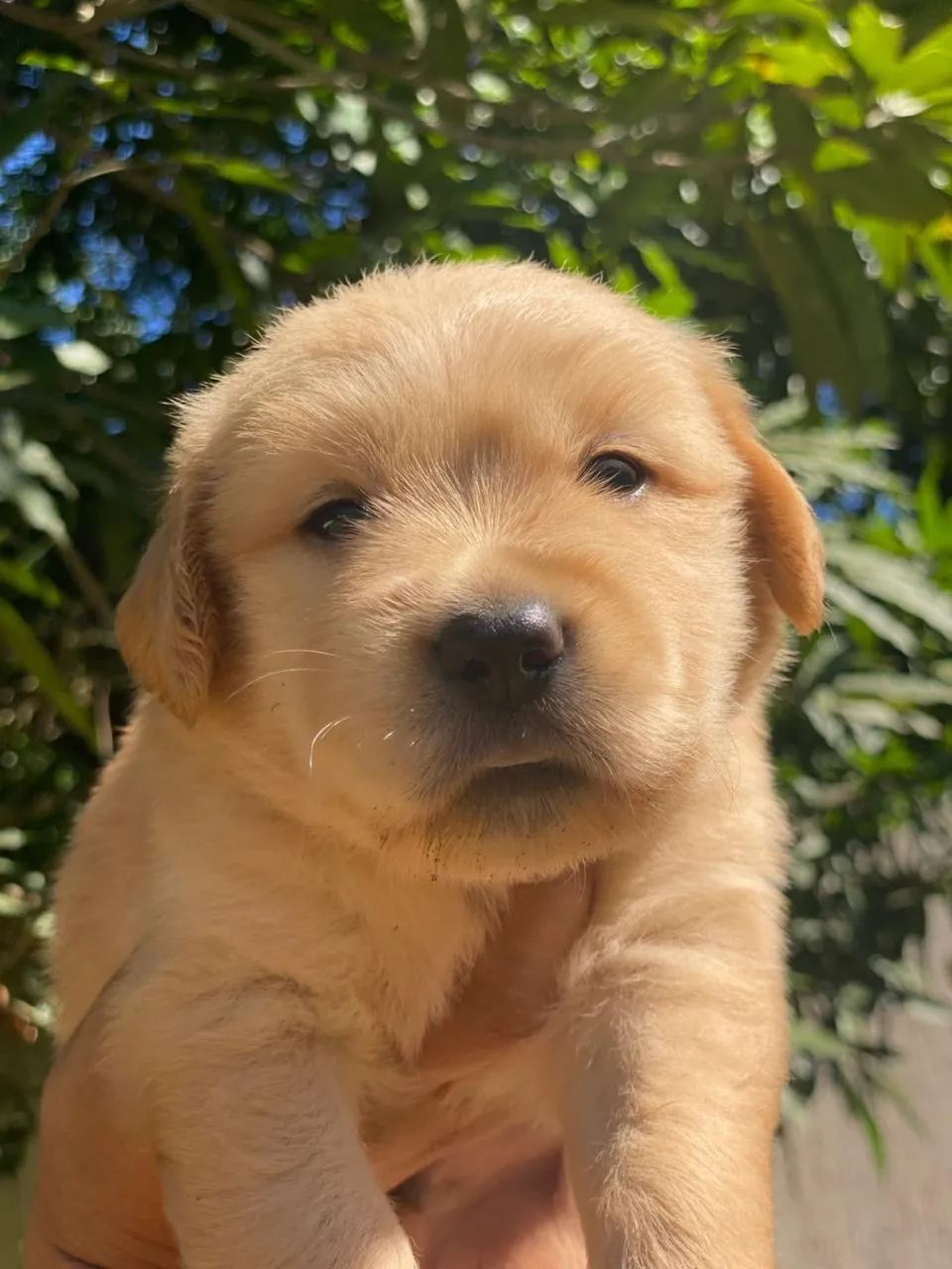 GOLDEN RETRIEVER MACHO - Foto 4
