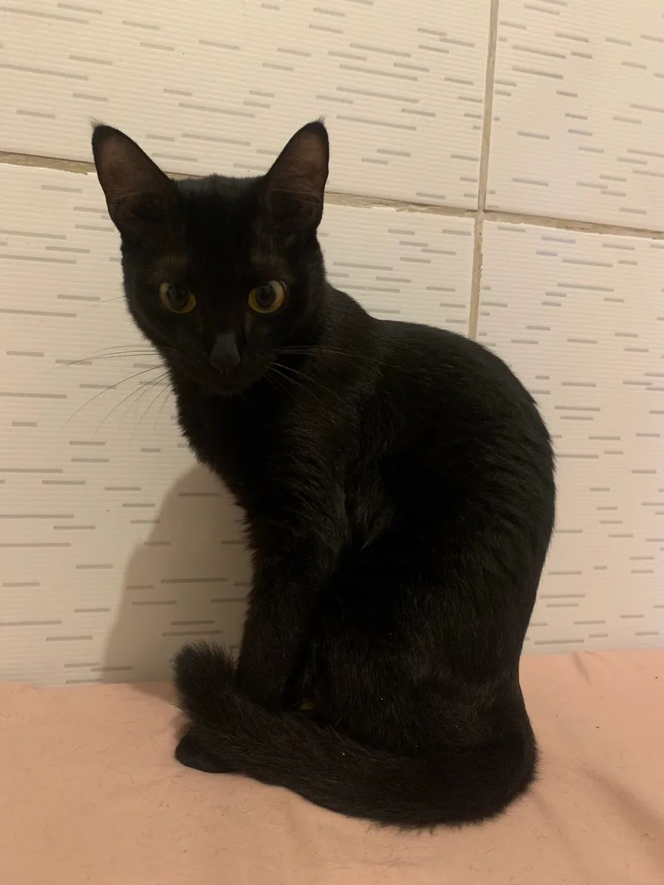 Doa-se gatinha  - Foto 3