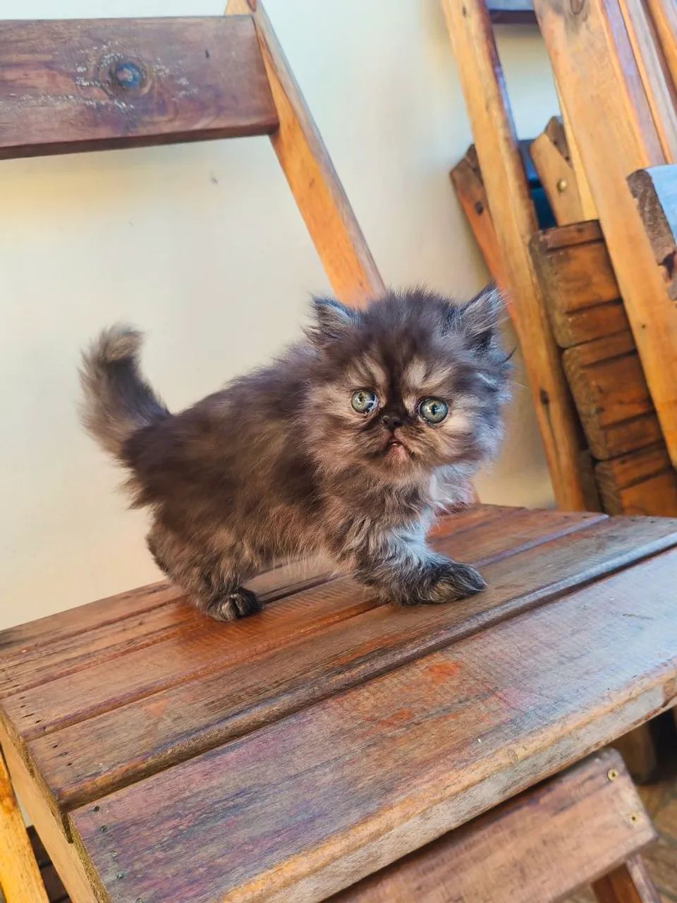 Persa TopShow - Fêmea Cor Black Smoked