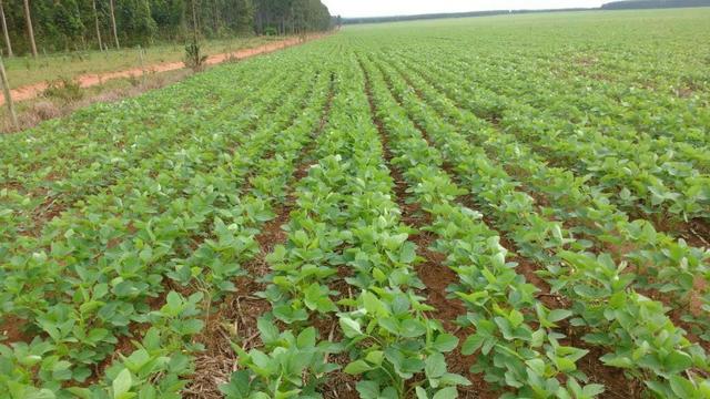 Excelente fazenda de lavoura com 130 alqueires em Amambaí Ms - Foto 2