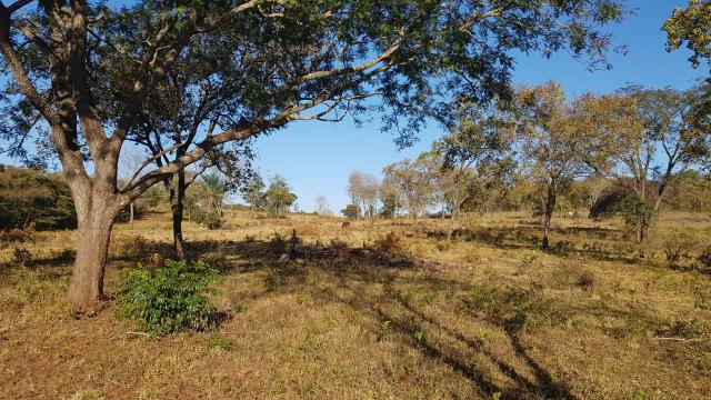 519 Hectares VENDA - Foto 6