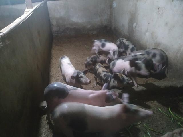 Porcos e leitoes - Foto 4