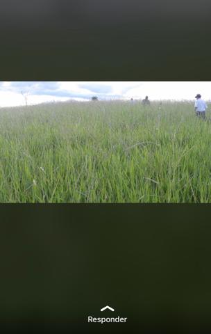 Fazenda próximo Araguari 72 Alqueires - Foto 5