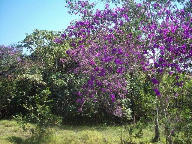 Cód. 5284 - Sítio em Cocalzinho de Goiás - Foto 20