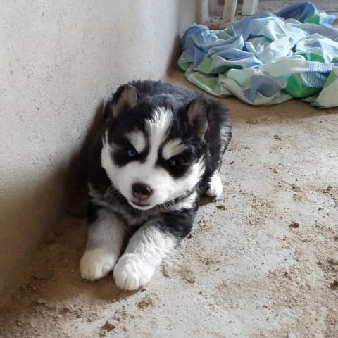 Husky siberiano Wooly