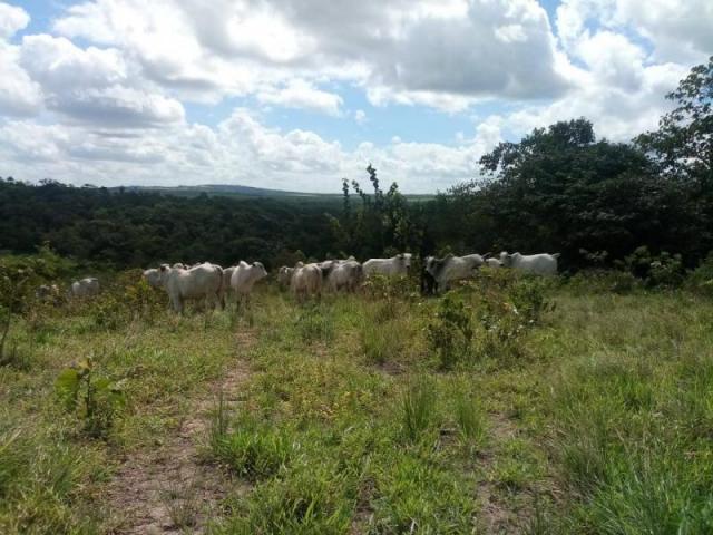 Fazenda para venda em paudalho, guadalajara - Foto 8