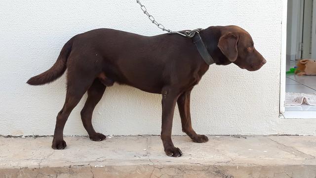 Labrador disponível para cobertura - Foto 3