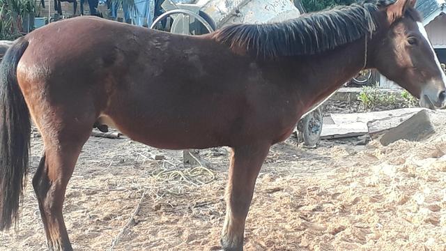 Cavalo crioulo - Foto 2