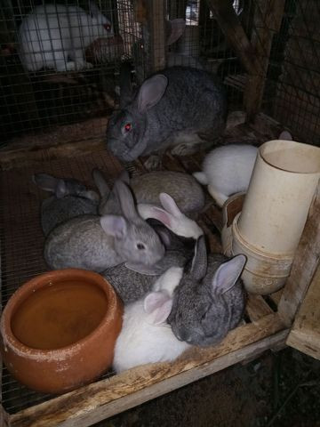 Vendo filhotes de coelhos