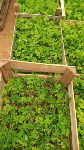 Mudas de Sansão do campo em Dona Euzébia  - Foto 3