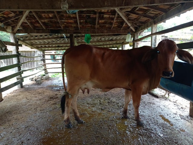 Troco Novilha Meio Sangue Sind por uma vaca de segunda cria de alta lactação 