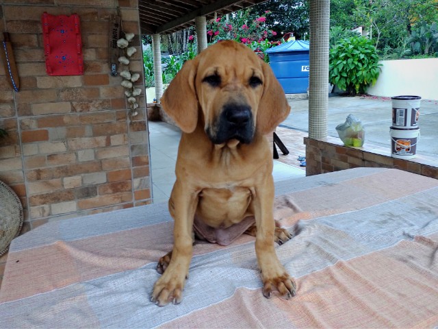 Filhotes de Fila Brasileiro disponíveis nas cores Dourado e Baio comprar no  Caruaru – Animais de estimação - Cachorros