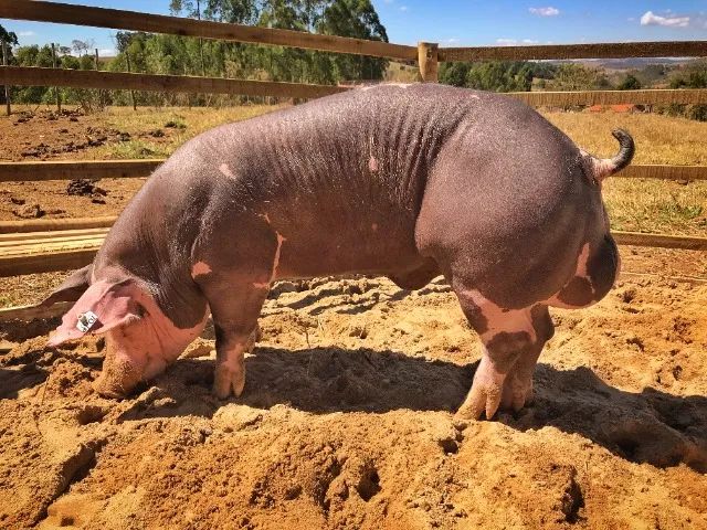 Porco Pietrain, Porco Duroc, Porco Moura em Minas Gerais - Suínos Prime - Minas Gerais - Foto 6