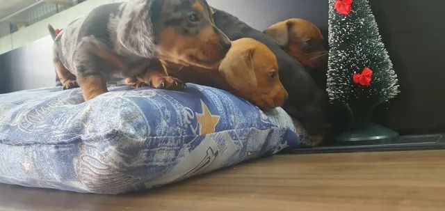 Dachshund (salsicha) - Foto 2
