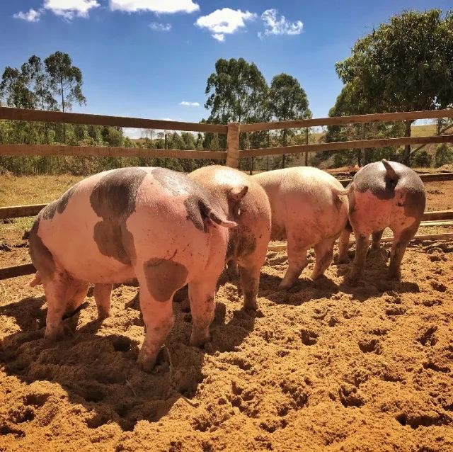 Porco Pietrain, Porco Duroc, Porco Moura em Minas Gerais - Suínos Prime - Minas Gerais