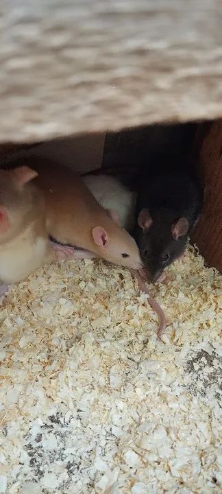 Lindas ratas twisters - Foto 2