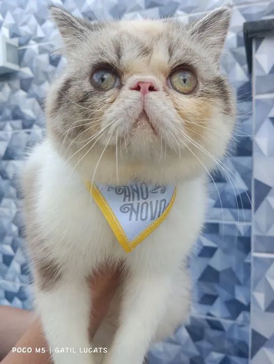 Persa macho exótico  facilito pagamento - Foto 3