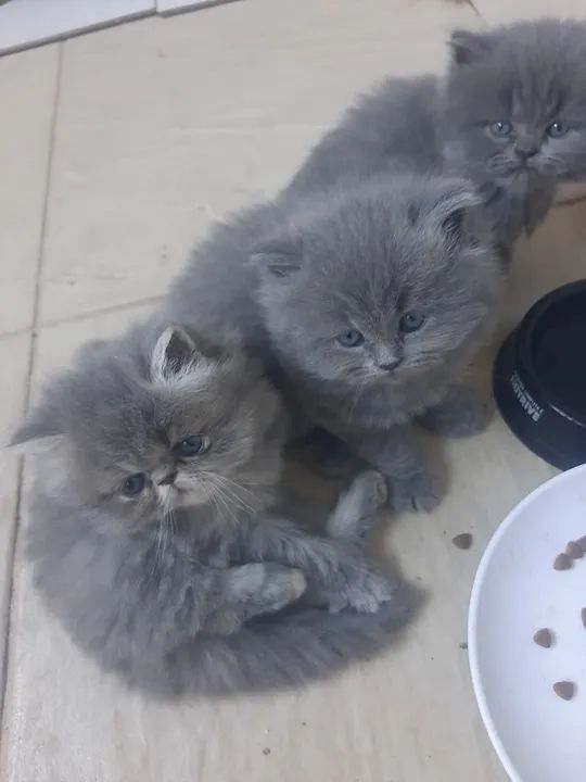 Persa Várias Cores  - Foto 2