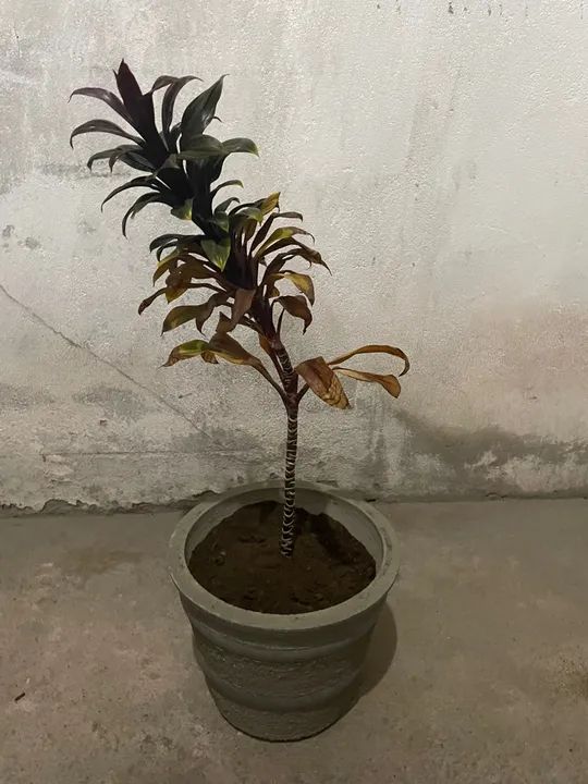 Plantas para Decorar seu Lar ! - Foto 2