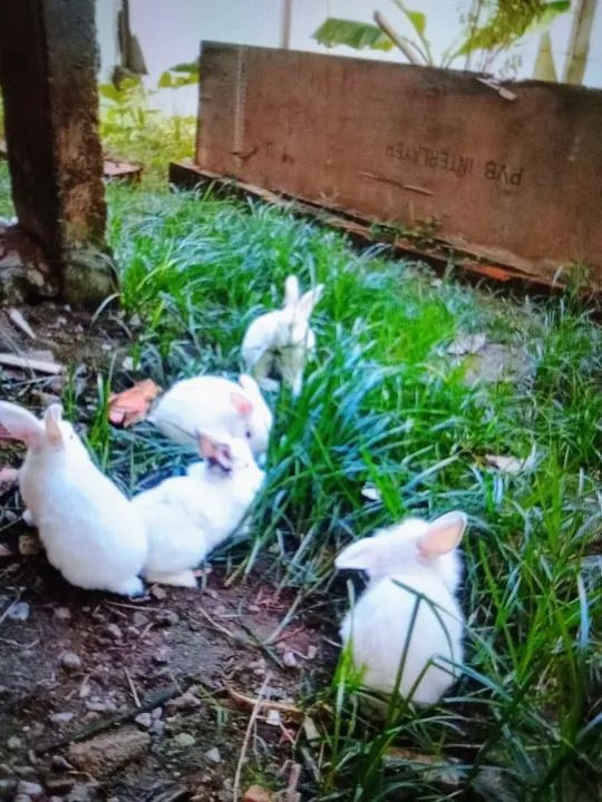 Coelhos Brancos Lindos