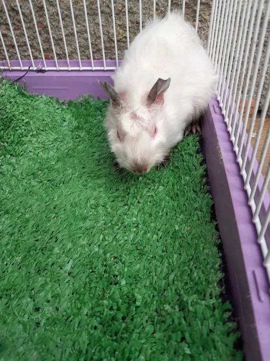 Porquinho lindos filhote 